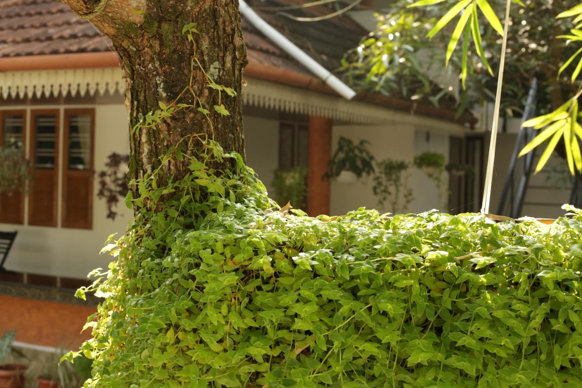 Mi Casa Tu Casa Homestay Kochi Exteriér fotografie